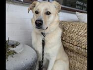 Sammy ein Retrievermix Freund fürs Leben - Nörvenich