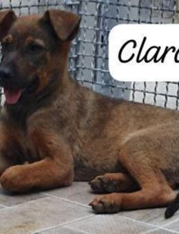 CLARA 💚💚💚 sucht Zuneigung - Bad Karlshafen