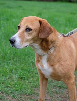 Avi- Traumhund sucht Traumzuhause - Berlin