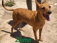 Zuma neugieriger kleiner Podenco 2/17 ES - Ruppertsecken