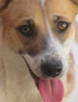 Aurora - ist eine aufgeweckte Hündin 🐾 - Elsdorf (Nordrhein-Westfalen)