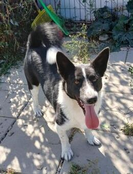 ❣️fröhlicher Henry❣️ - Eislingen (Fils)