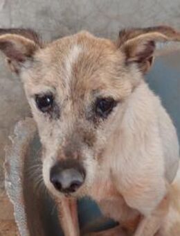 Wer gibt Seniorin Martinia ein Zuhause? - Neuss