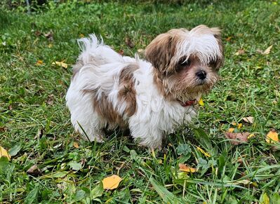 Shih-Tzu/Yorkshire Welpen