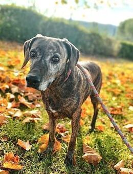 Briscola - Würzburg