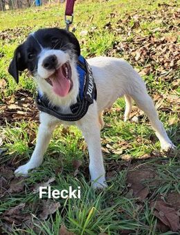 Flecky sucht eine eigene Familie - Linden (Hessen)