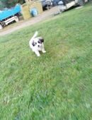 Malteser Welpen zu verkaufen in 31789