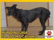 Luna Mischling Hündin Senior sucht - Margetshöchheim