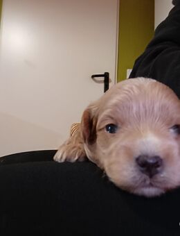 Koreanische Maltipoowelpen - Waldhufen