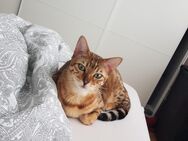Bengal Katze Kater Brown Spotted Babykatze Kitten Erwachsen - Essen