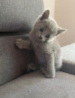 Reinrassige Russisch Blau/Nebelung Kitten mit Stammbaum aus seriöser Zucht - Ingolstadt