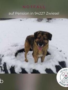 Bob: Überschwänglicher Riese (in D) - Kirchzell
