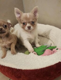 Chihuahua Welpen suchen ein neues Zuhause - Pinneberg