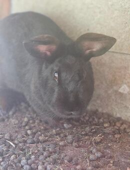 Weibliche Hase - Nettersheim