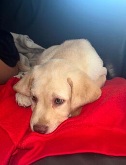 Reinrassige Labrador-Welpen abzugeben - Meschede (Kreis- und Hochschulstadt)