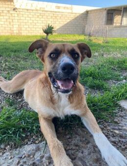 APOLO - ein verspielter Bub....... - Kempen