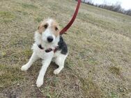 Foxterrier Jury sucht ein Zuhause ... - Mannheim