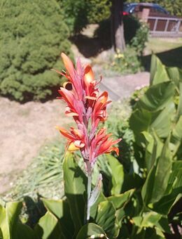 Canna Samen rot 20 Stück Beste eigen Ernte - Berlin
