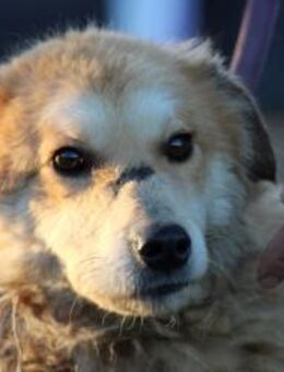 Bailey - hübscher, aufgeweckter Rüde - Lohra