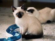 Siam Kitten - Poxdorf (Bayern)