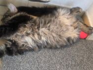 Maine coon kitten getigerte Katze - Heringsdorf (Mecklenburg-Vorpommern)