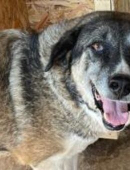 Florentine ist ein Ruhepol 🐾 - Elsdorf (Nordrhein-Westfalen)