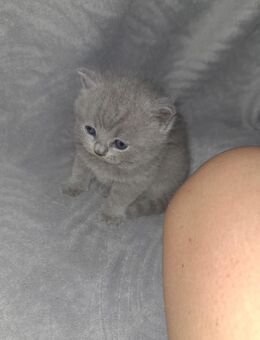 Wunderschöne Britisch Kurzhaar Babys zu vergeben - Solingen (Klingenstadt)