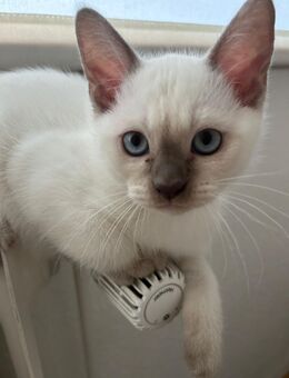 2 Britisch Kurzhaar BKH Kitten männlich in weis & weiblich in Grau/Blau - Hamburg