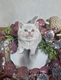 Reinrassige BKH kitten - Lingen (Ems)