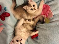 BKH Kitten | 2 Mädchen | 3 Monate alt - Osnabrück