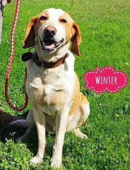 Winter eine wundervolle Seelenhündin - Flörsheim-Dalsheim