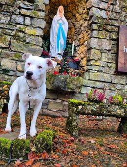 Micky, ein einfühlsamer Mischlingsrüde - Oerlenbach