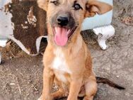 IDEFIX- KLEINER KOBOLT - Algermissen