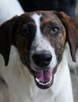 Ubena, geb. ca. 02/2025, GRIECHENLAND - Euskirchen