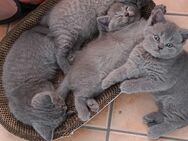 Süße Kitten BKH Mix suchen neue Familie - Dorsten