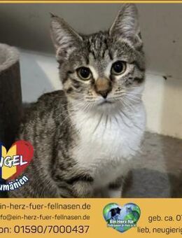 Angel wartet auf ihr Traumzuhause! - Waakirchen