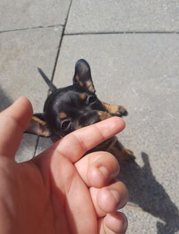 Zwergpinscher Welpen - Zülpich
