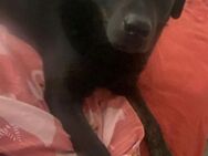 Rocky SP- liebenswerter super Senior - Neustadt (Rübenberge)