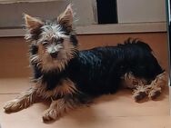 Paula und Trixie möchten euer Herz erobern 🙂 - Königshain-Wiederau