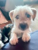 Malteser Mix Welpin in 45657