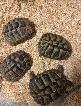 Griechische Landschildkröten Testudo hermanni zu verkaufen NZ 2020 - Bad Dürkheim