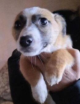 Venus und Serena suchen ihre Menschen - Neuhausen (Fildern)