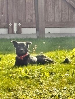 Feivel sucht seinen sicheren Hafen - Neuburg (Donau)