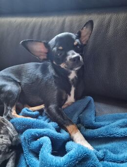 Mama und Tochter chihuahua Hündin - Heinsberg Zentrum