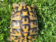 Griechische Landschildkröten THB Weibchen - Staig