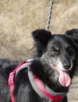 Hübsche Berta sucht ihre Menschen - Kleinostheim