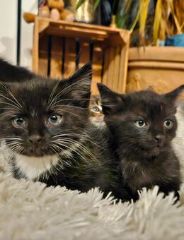 Katzenbabys 8 Stück suchen ab Dezember eine zuhause!!! - Auetal