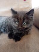 Süße Maine-Coon-Mix-Kitten suchen ein liebevolles Zuhause🐾 in 54472