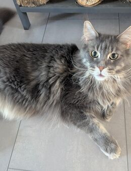 Maine Coon Katzen in liebevolle Hände abzugeben - Nalbach