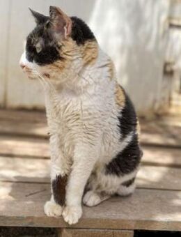 CATHY - anhänglich und verschmust - Sehnde